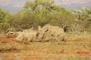 I had tears in my eyes watching this mother and baby rhino napping safely in the morning sun