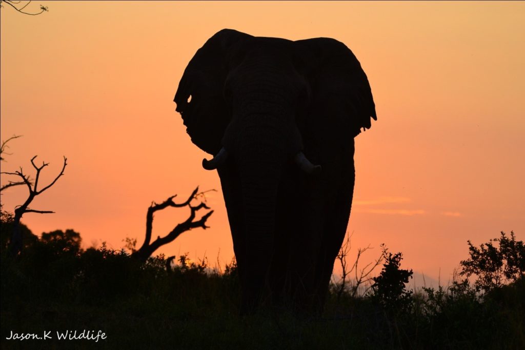 Photograph of elephant by Jason Kipling, Ranger, Rhino Ridge Safari Lodge