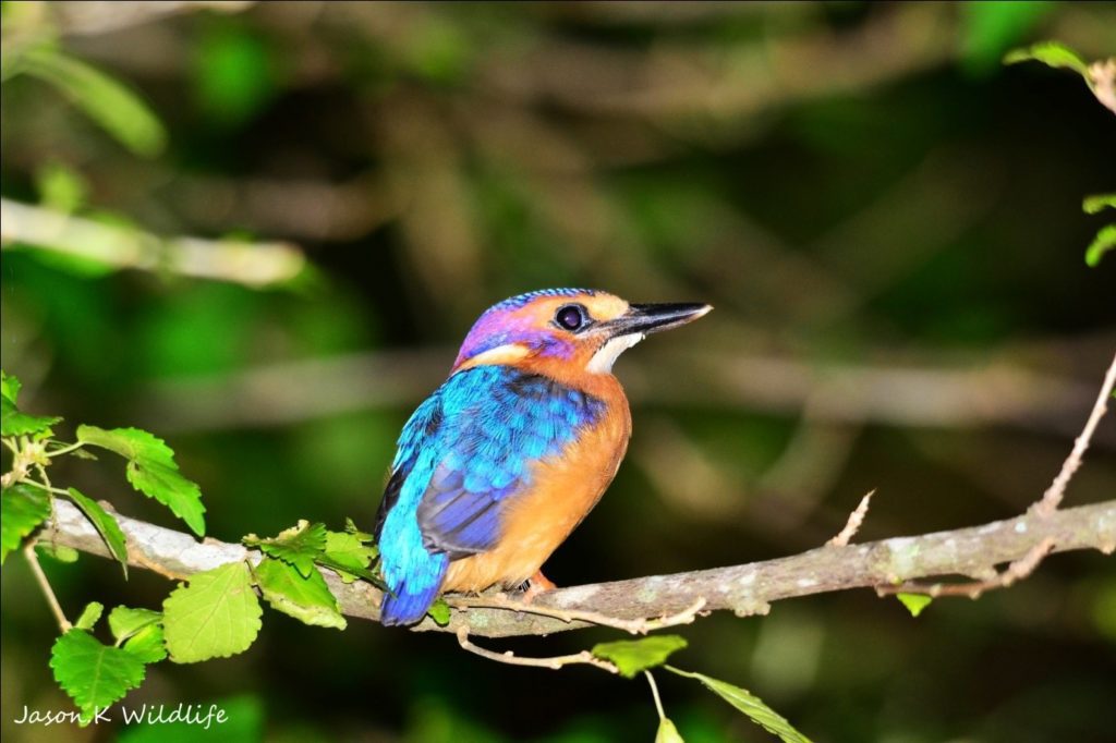 Malachite Kingfisher - photograph by Jason Kipling