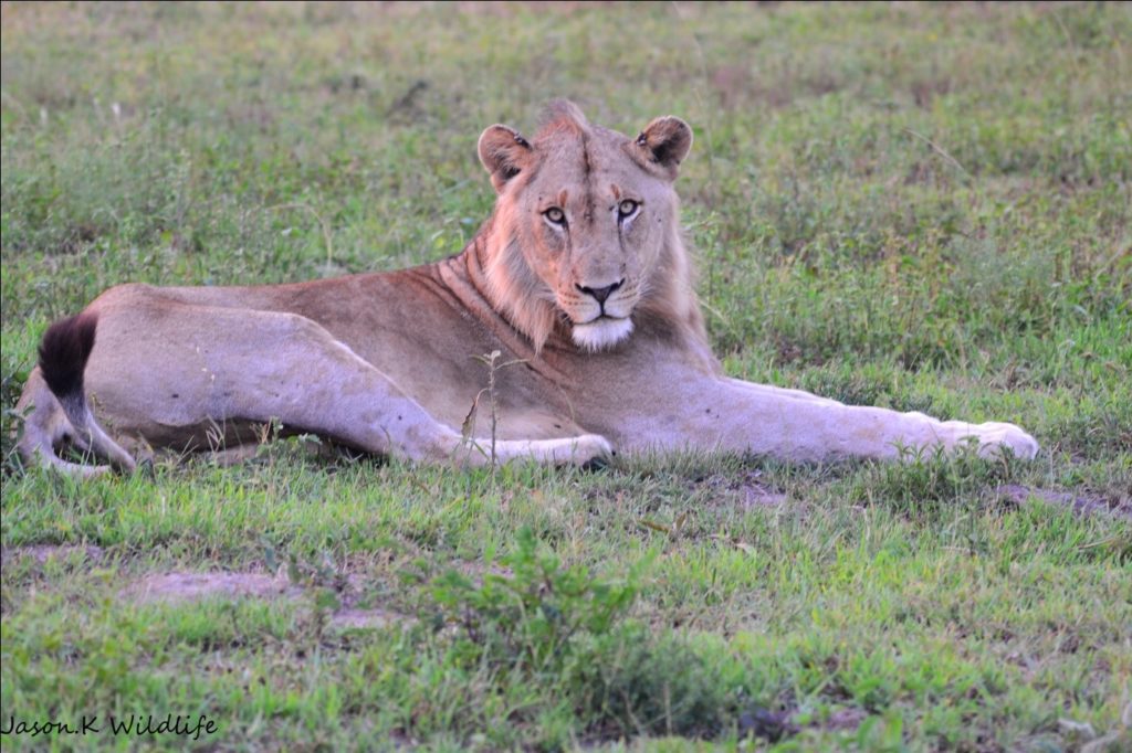 Photograph by Jason Kipling, Ranger, Rhino Ridge Safari Lodge