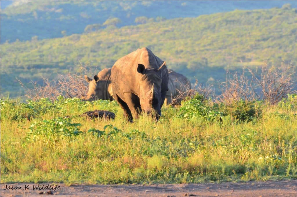 Photograph of rhino by Jason Kipling, Ranger, Rhino Ridge Safari Lodge