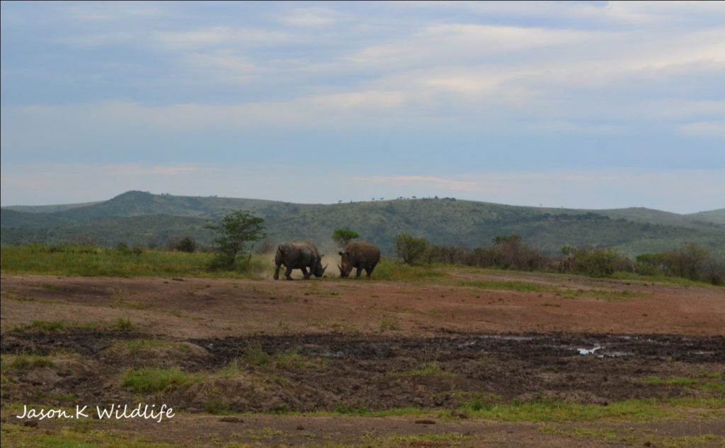 Rhino bulls fighting - photograph by Jason Kipling