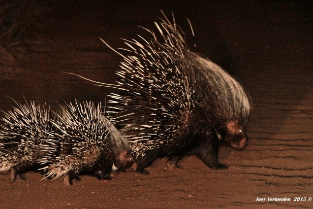 Rare sighting of porcupine and baby - photograph by Joey Vermeulen