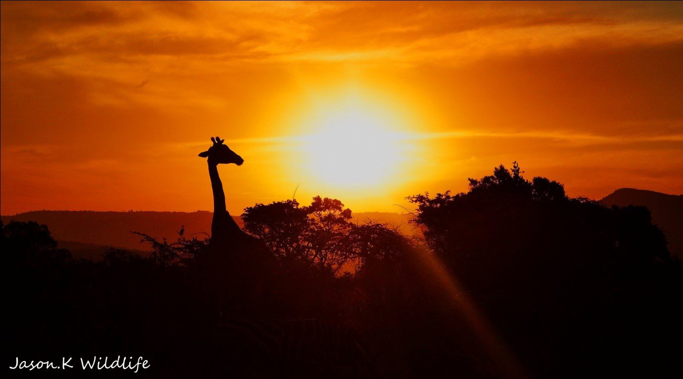 Jason April 2015 Giraffe sunset