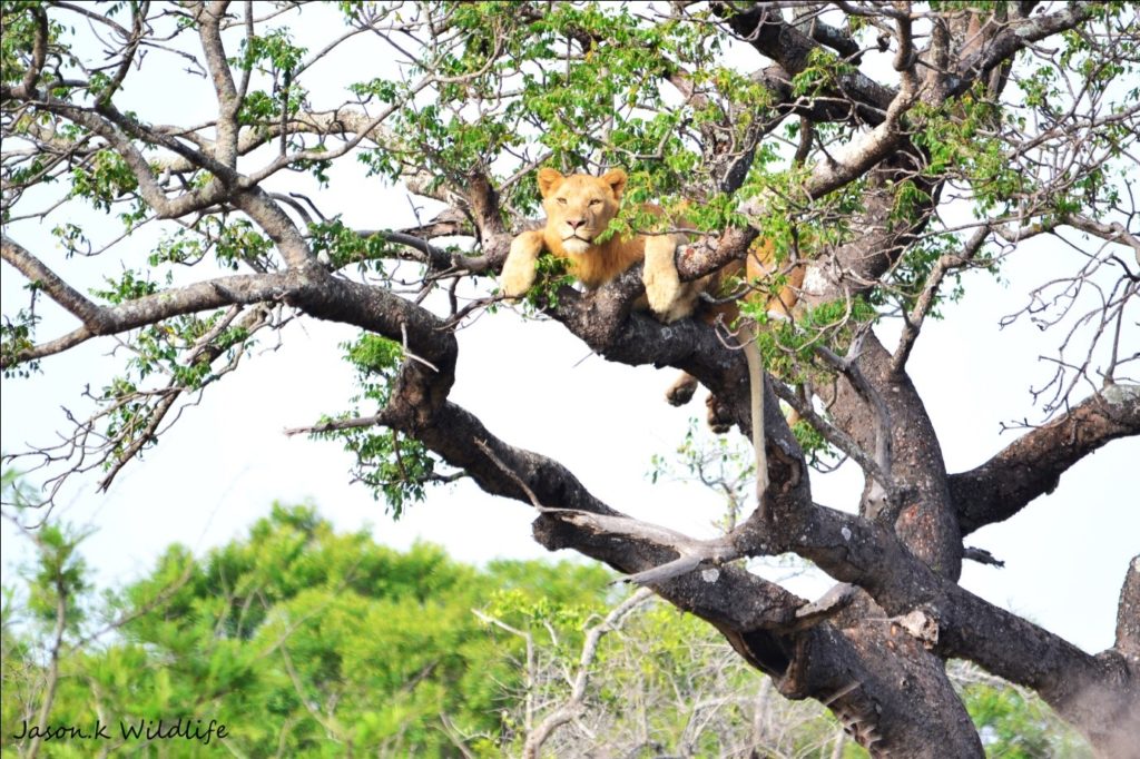 Jason April 2015 Lion in Tree