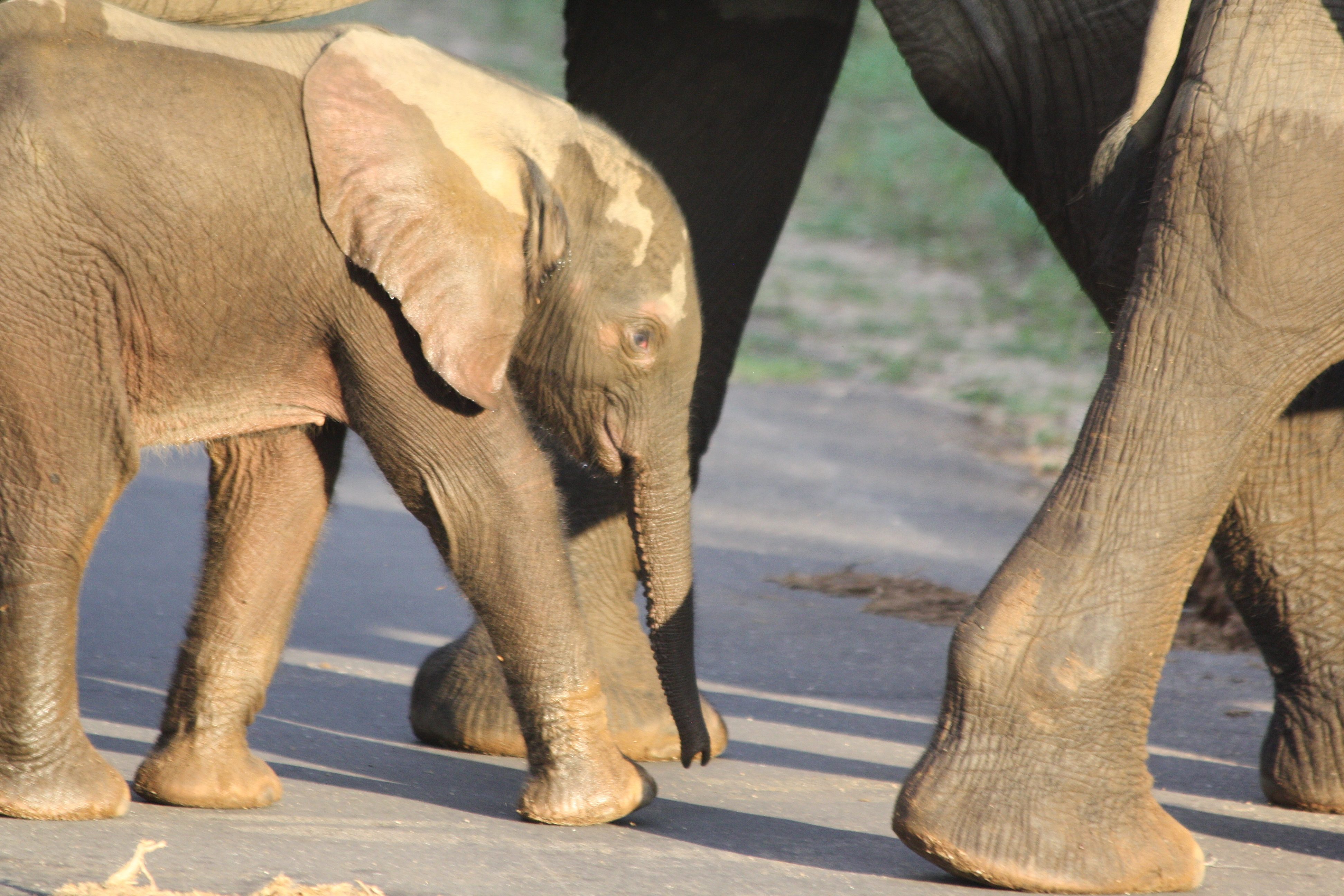 Elephant babies often walk with what looks like a little smile on their cute faces