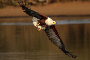 Fish Eagle - Joey Vermeulen