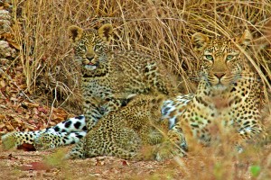 Leopard And Her Cubs - Joey Vermeulen