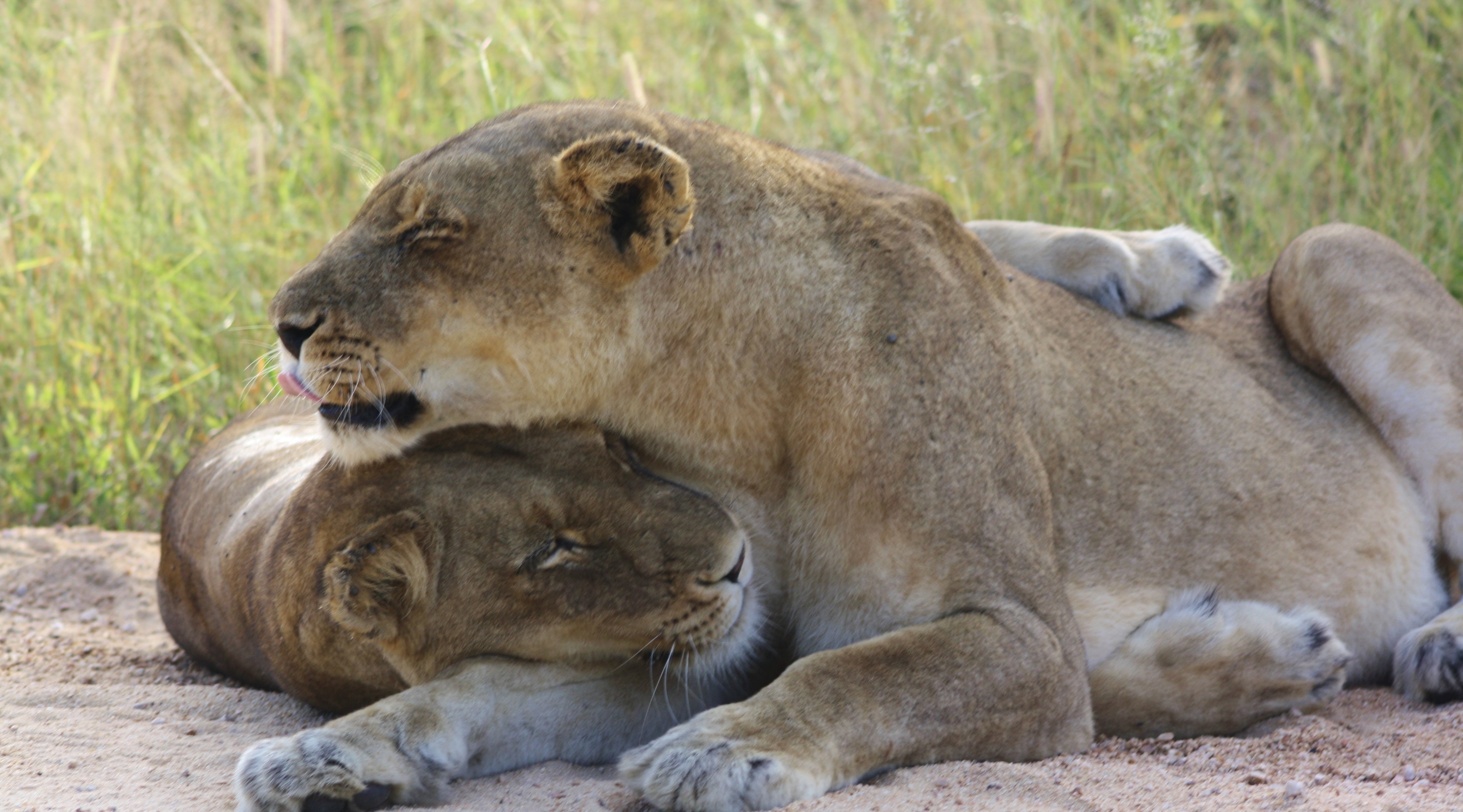 Lions hugging Kruger National Park