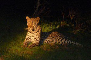 Leopard