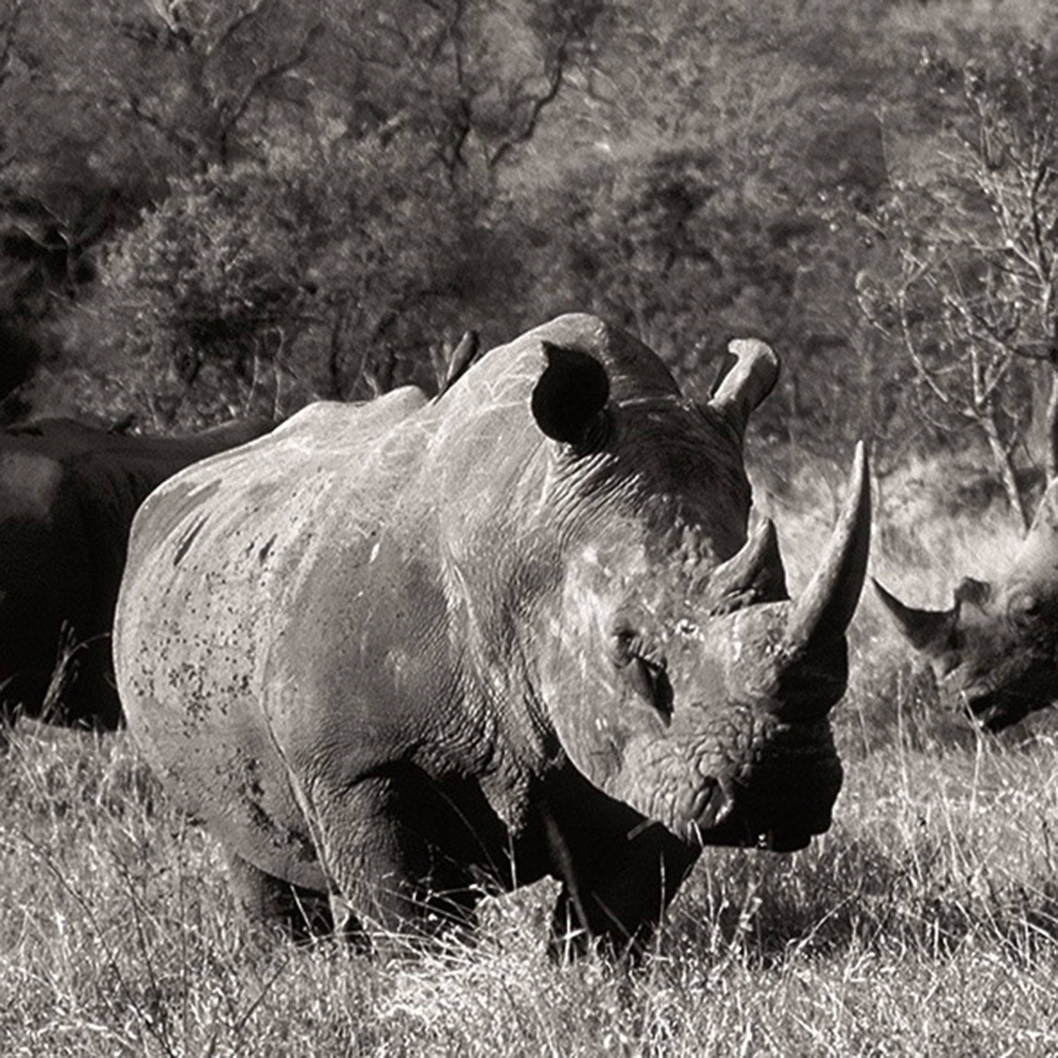 White Rhino - Rhino Ridge Safari Lodge