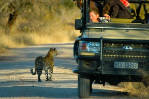 Leopard On A Safari Drive