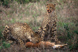 Cheetah Kill