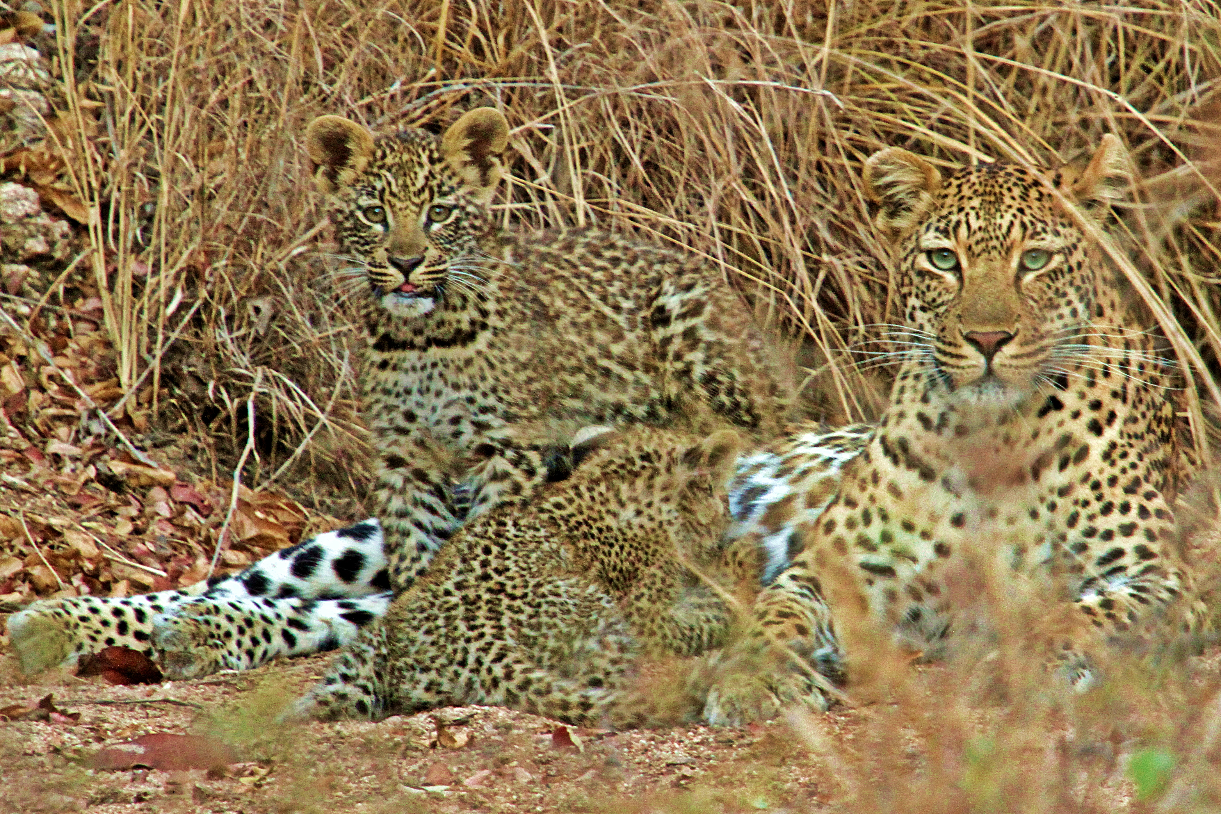 Leopard cubs and mother in the Kruger National Park