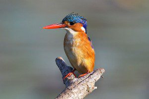 Malachite Kingfisher