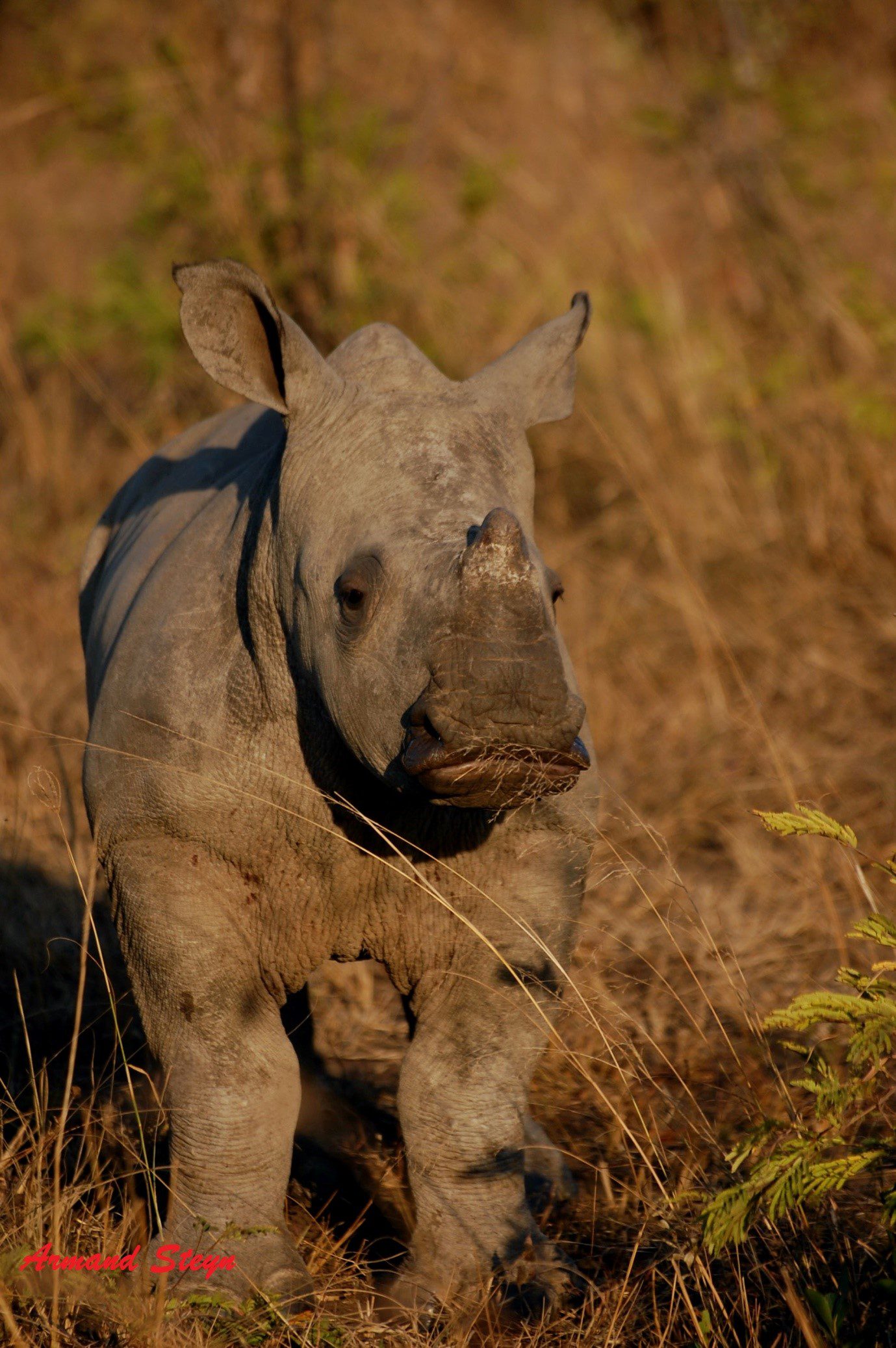 Rhino baby - photograph by Ranger Armand Steyn