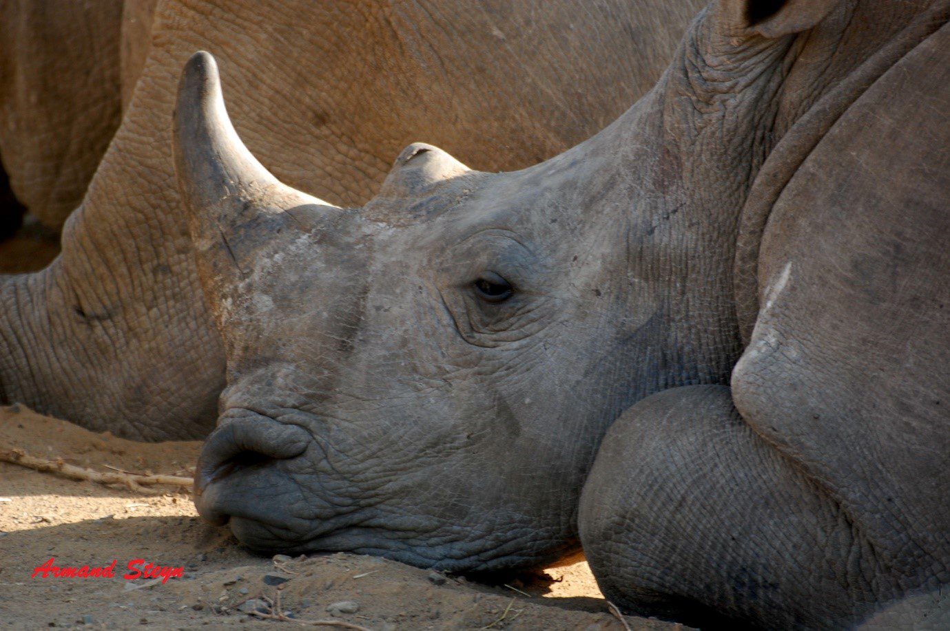 Rhino resting - photograph by ranger Armand Steyn