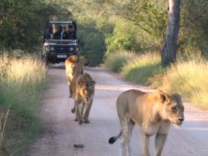 Game drive from Plains Tented Camp. Photo by Roger de la Harpe.