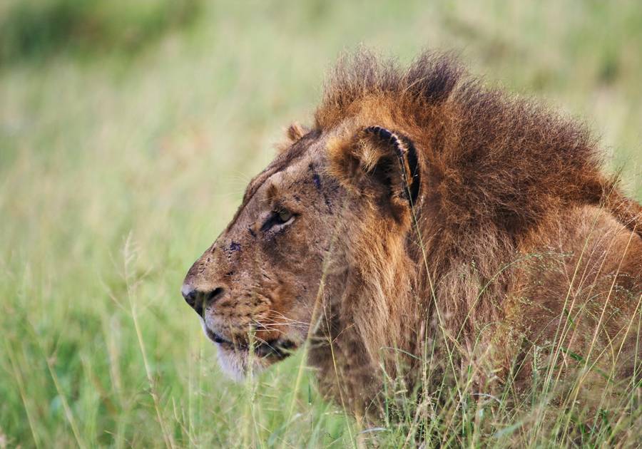 Male lion spotted from Rhino Post Safari Lodge
