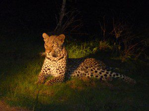 south Africa safari lodges