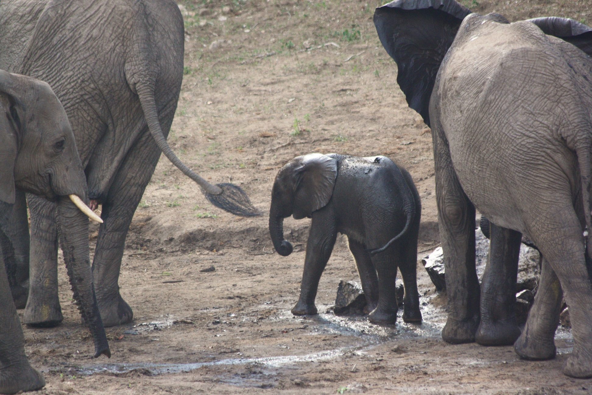 "I'm OK! I'm OK!" We held our breath as this baby elephant fell into the watering hole in front of the lodge at Rhino Post Safari Lodge. It took a while for the baby's mother and concerned aunties to pull her out.