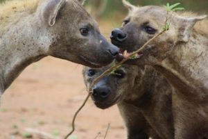 Hyena have creepy greeting rituals - here two clans meet