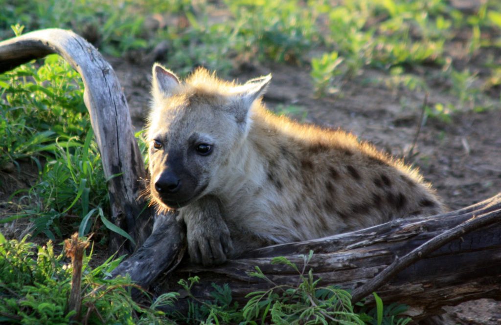 12 Creepy Facts about Hyena - Rhino Ridge Safari Lodge