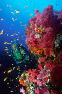 Colourful Reef Scuba Diving