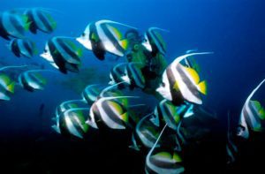 Scuba Diving With Angel Fish