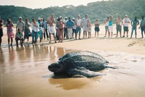 Turtle Tracking Mabibi Turtle Returning To The Sea