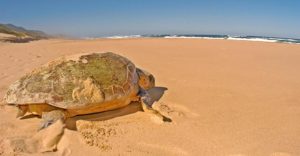 Turtle by Donna Scherer Fisheyeafrica