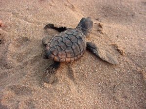 Baby Loggerhead Hatchling