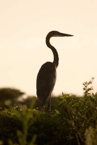 Goliath Heron