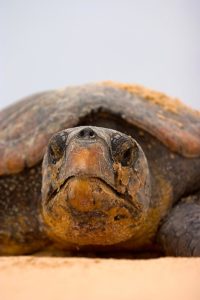 turtle tracking - Loggerhead Turtle
