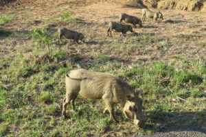 game lodges in South Africa