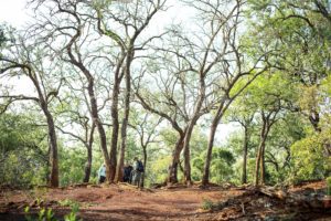 Rhino Ridge Safari Lodge