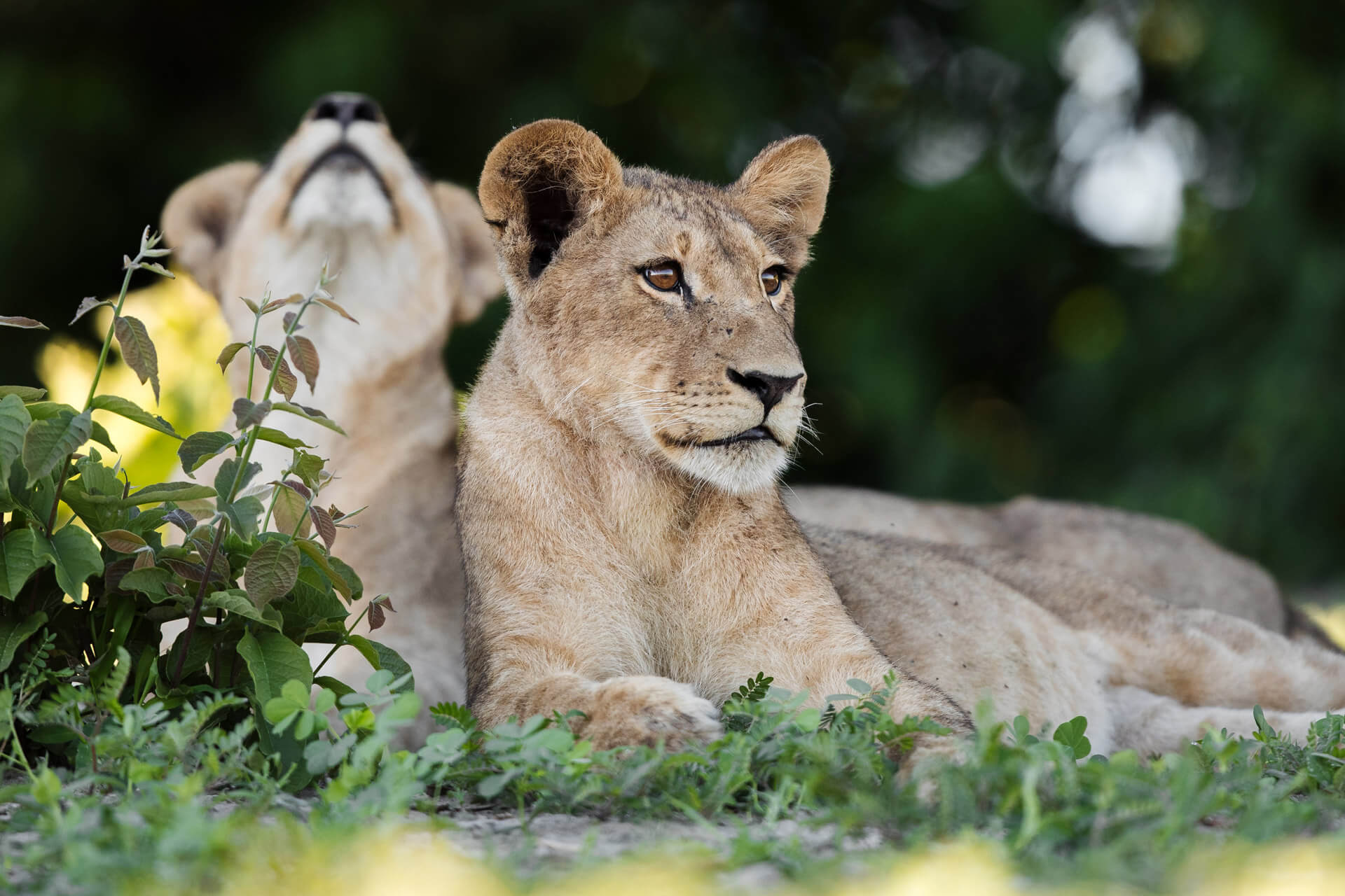 RhinoRidge_Image-menu-grid_Lion-cubs