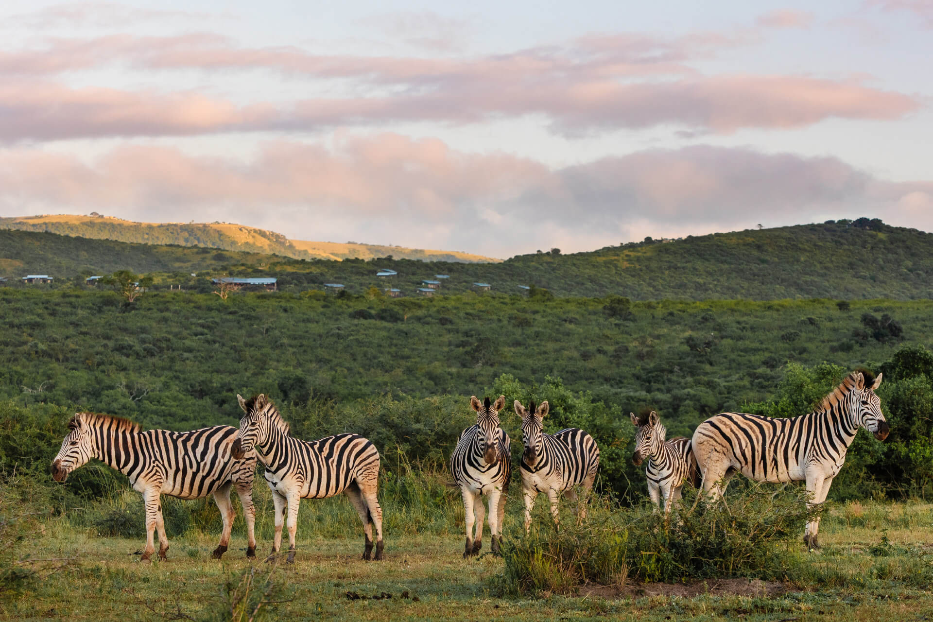 RhinoRidge_image-menu-grid_Zebras