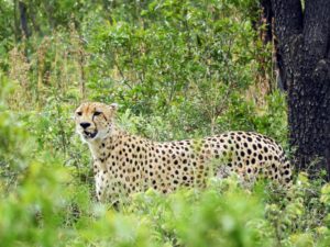 Rhino Ridge Safari Lodge