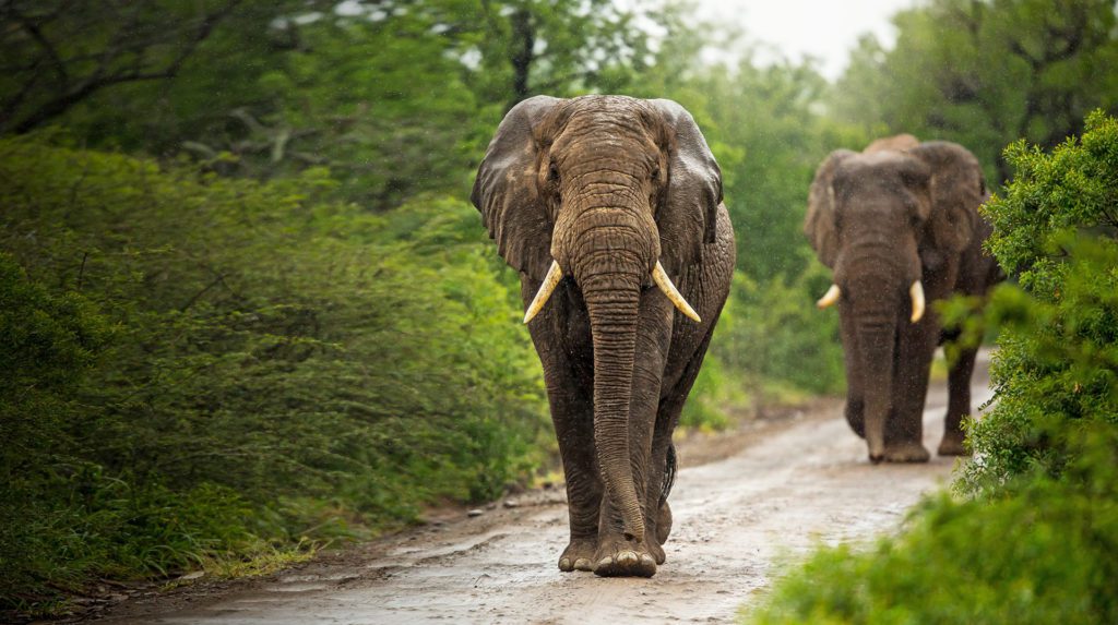 elephants-2 Rhino Ridge Safari Lodge