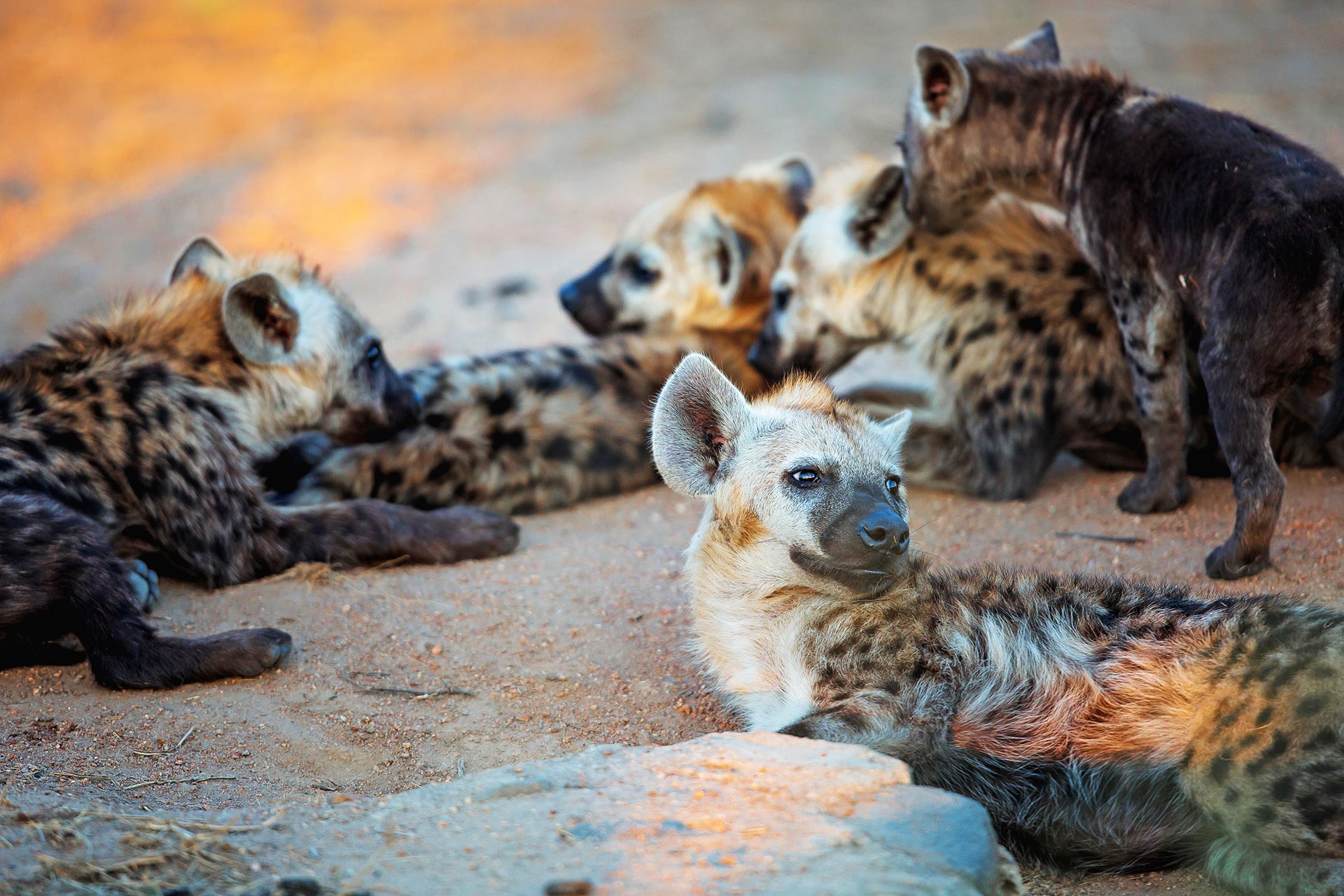 hyena - Rhino Ridge Safari Lodge
