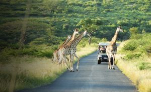 Rhino Ridge Safari Lodge