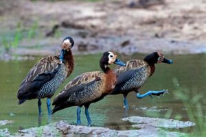 Birding at Rhino Ridge Safari Lodge