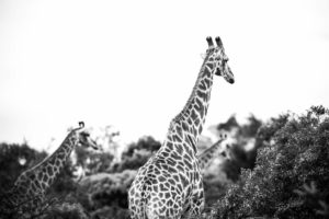 Giraffes at Rhino Ridge Safari Lodge
