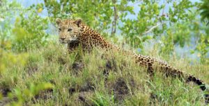 Leopard - Rhino Ridge Safari Lodge