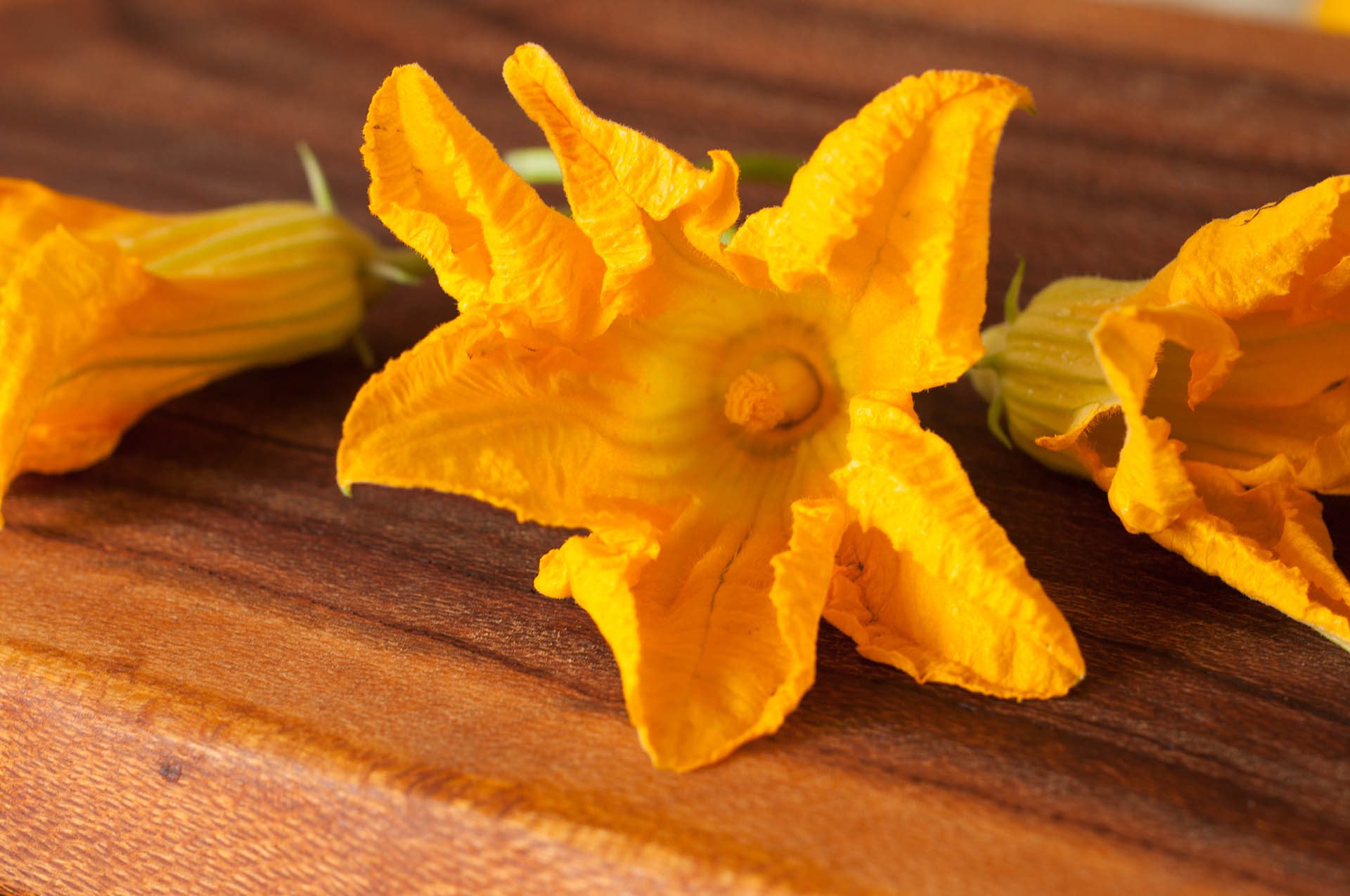 Zucchini flower warm Rhino Ridge Safari Lodge