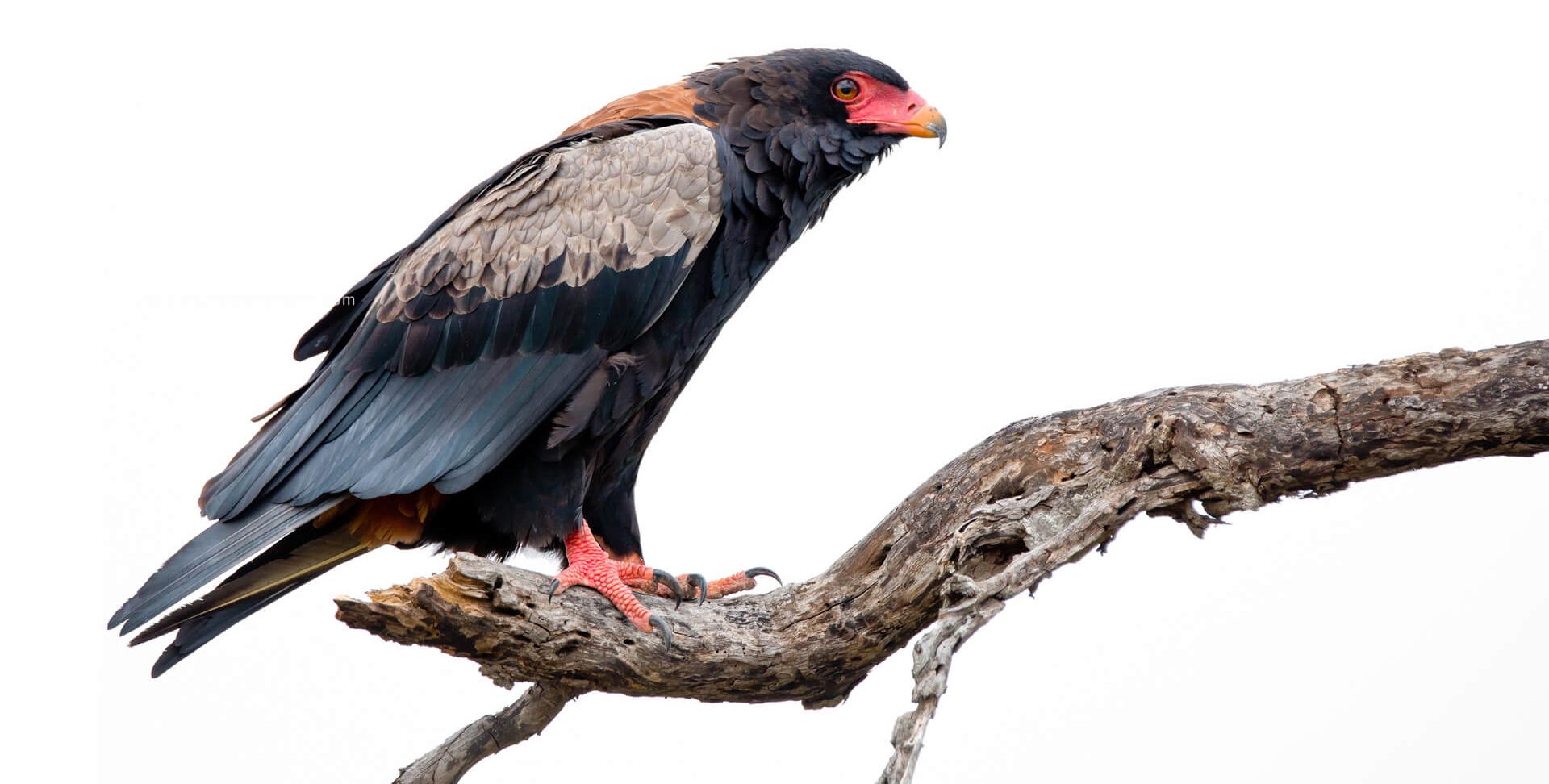 RhinoRidge_Rates_Bateleur_C