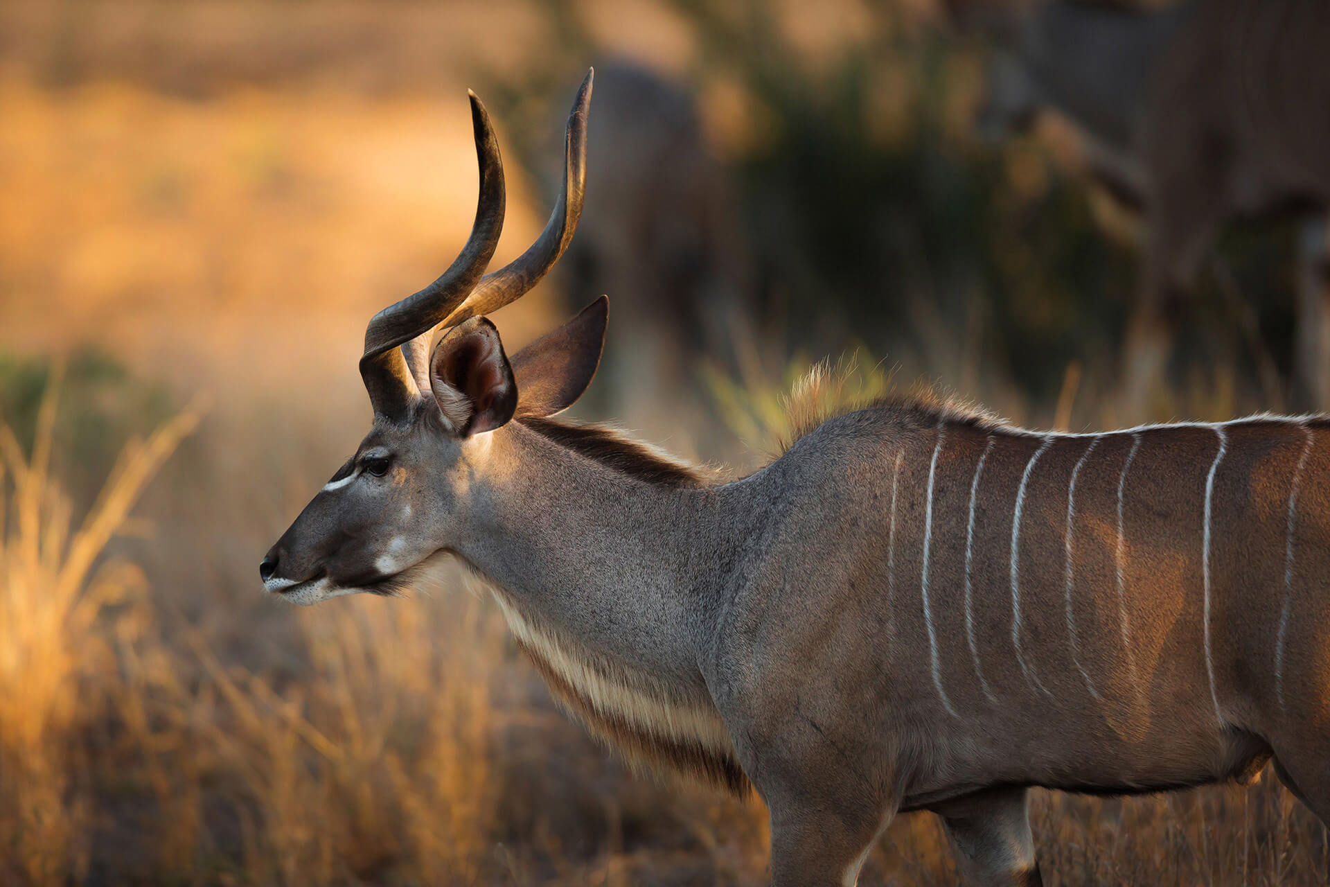 RhinoRidge_Rates_Kudu