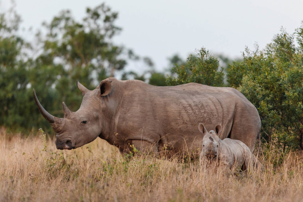 RhinoRidge_Experiences_ForFamilies_Rhino-and-calf
