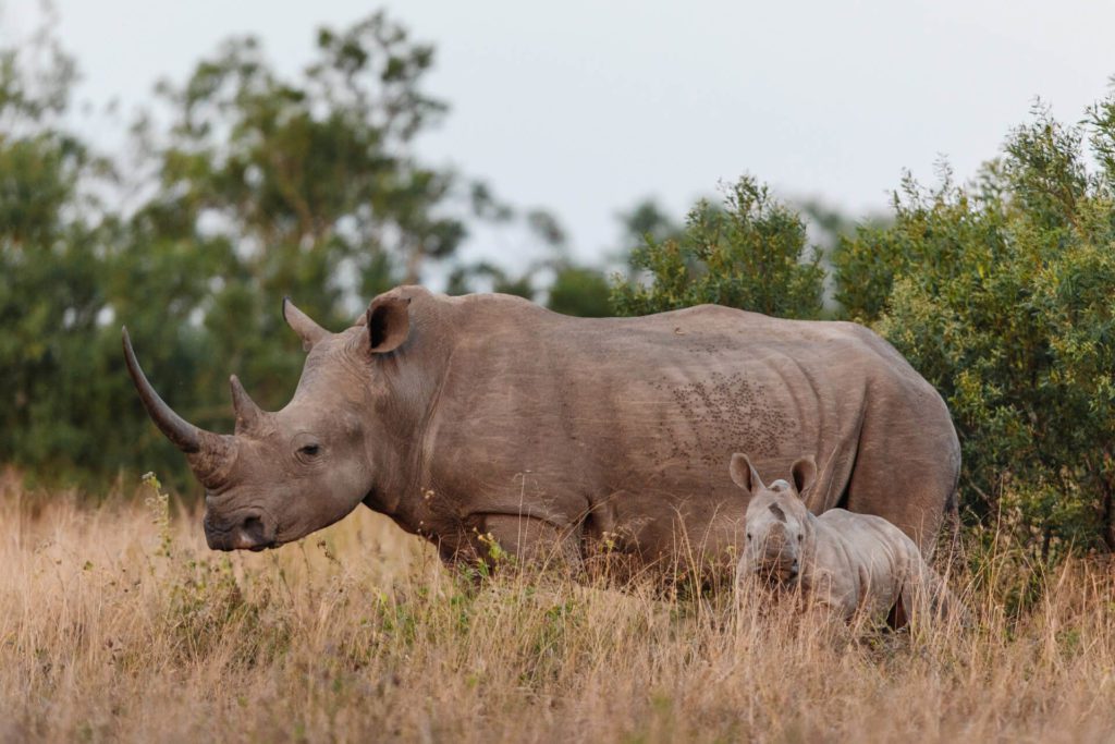 Hluhluwe-iMfolozi Rhino anti-poaching supported by the Isibindi Foundation (travelling with purpose)